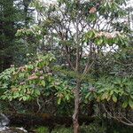Rhododendron hodgsonii Habitus