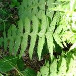 Cirsium erisithales Leaf