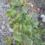 Cercis occidentalis Hostoa