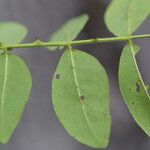 Zanthoxylum chalybeum पत्ता