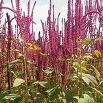 Amaranthus cruentusŽiedas