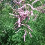 Tamarix ramosissima Цветок