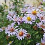 Symphyotrichum novi-belgii Bloem