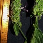 Dicliptera unguiculata その他の提案