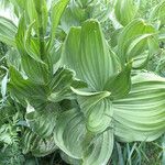 Veratrum californicum Leaf