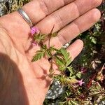 Geranium purpureumFlors