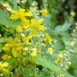 Verbascum lychnitis 花