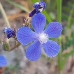 Anchusa strigosa Λουλούδι
