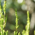 Erica arborescens Leaf