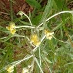 Achyrocline saturejoides Цветок