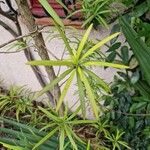 Podocarpus macrophyllus 叶
