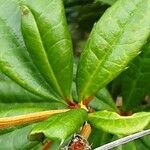 Berberis julianae 叶