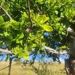 Pappea capensis 葉