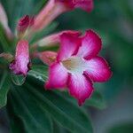 Adenium obesum Blomst