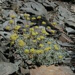 Eriogonum caespitosum Hábitos