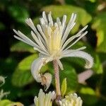 Clematis vitalba ᱵᱟᱦᱟ