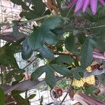 Passiflora amethystina Blad