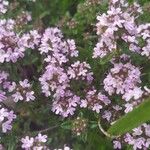 Thymus roegneri പുഷ്പം