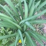 Agapanthus spp. Blad