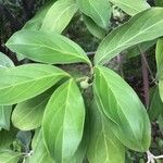 Cornus capitata 叶