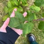 Rubus occidentalisList