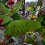 Angophora hispida Blad