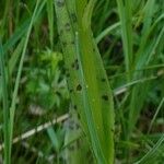 Dactylorhiza majalis পাতা