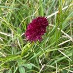 Gymnadenia nigra Flower
