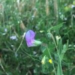 Lathyrus hirsutus Цвят