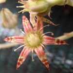 Graptopetalum rusbyi Λουλούδι