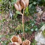 Cardiocrinum cordatum Hábitos