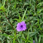 Ruellia simplex फूल