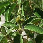 Croton flavens Frukt