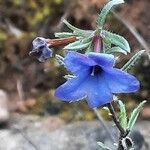 Lithodora fruticosa Flor