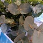 Eucalyptus gunniiLeht