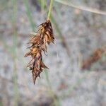 Carex arenaria Gyümölcs