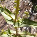 Veronica anagallis-aquatica 叶