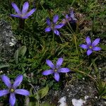 Cyananthus incanus Vekstform