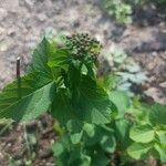 Spiraea betulifolia 花