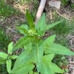 Senecio triangularis Foglia