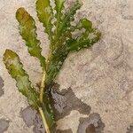 Potamogeton crispus Blad