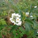 Solanum bonarienseBloem