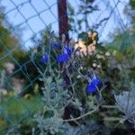 Salvia chamaedryoides Fleur