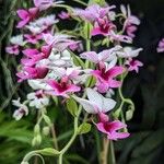 Calanthe vestita