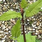 Phlomoides tuberosa Облик