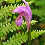 Arethusa bulbosa Kvet