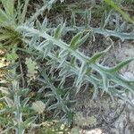 Cirsium echinatum 葉