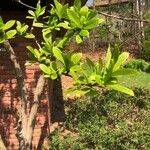 Viburnum sieboldii Leaf