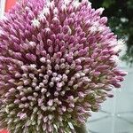 Allium giganteum Flor