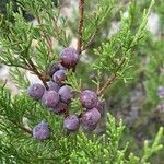 Juniperus phoenicea ഫലം